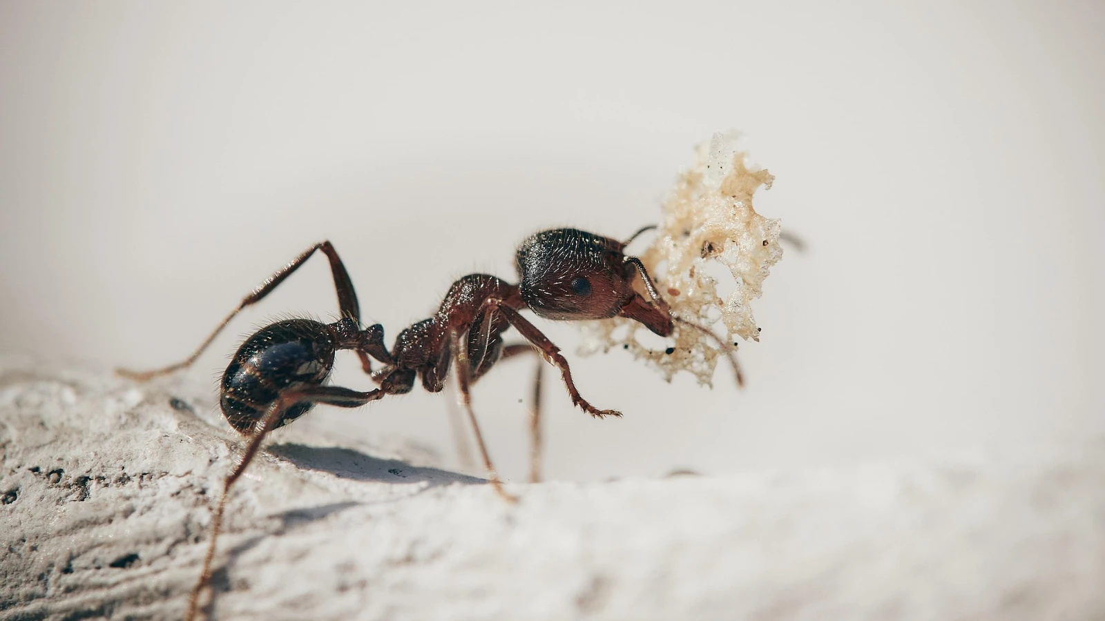 Ant species that clone their own slaves