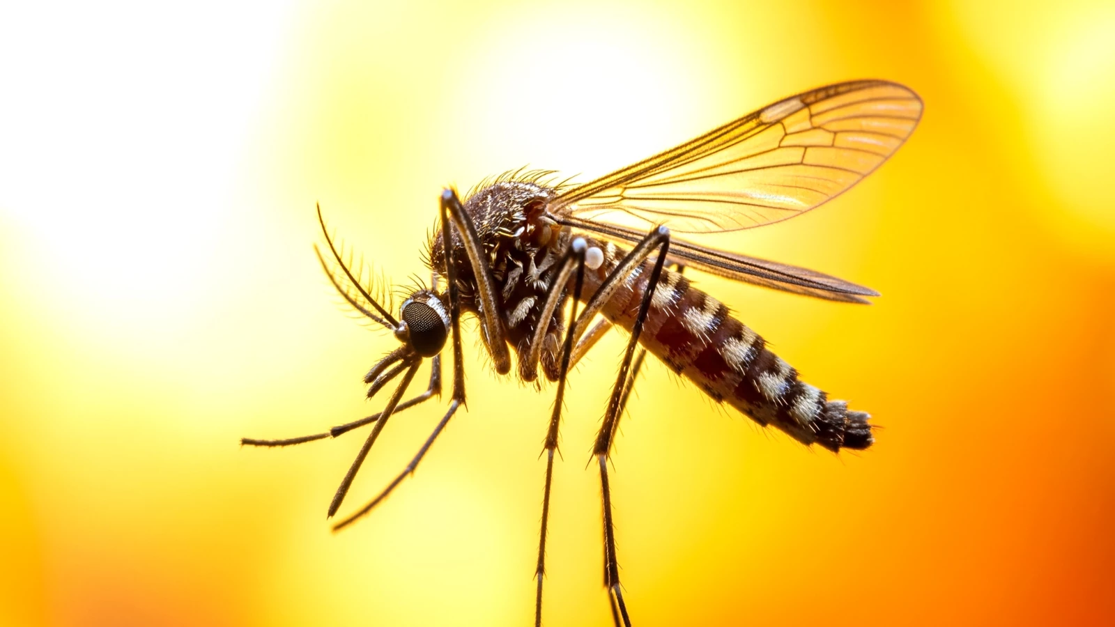 Mystery solved: The reason why mosquitoes bite some people more than others has been revealed