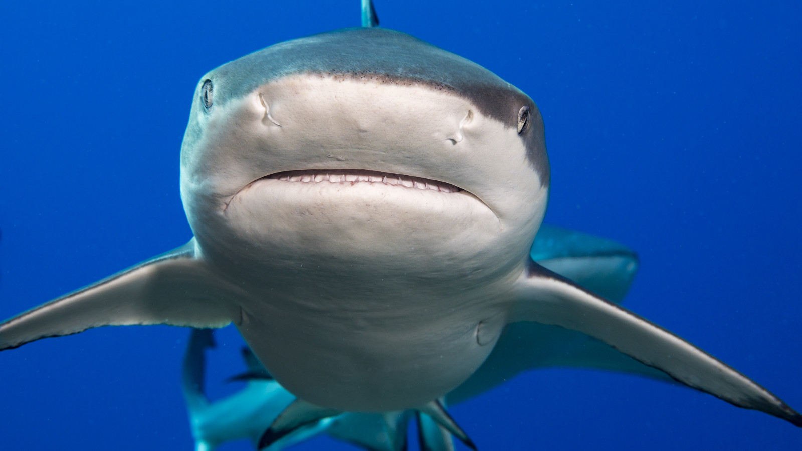 Shark tested positive! There's cocaine in your blood!