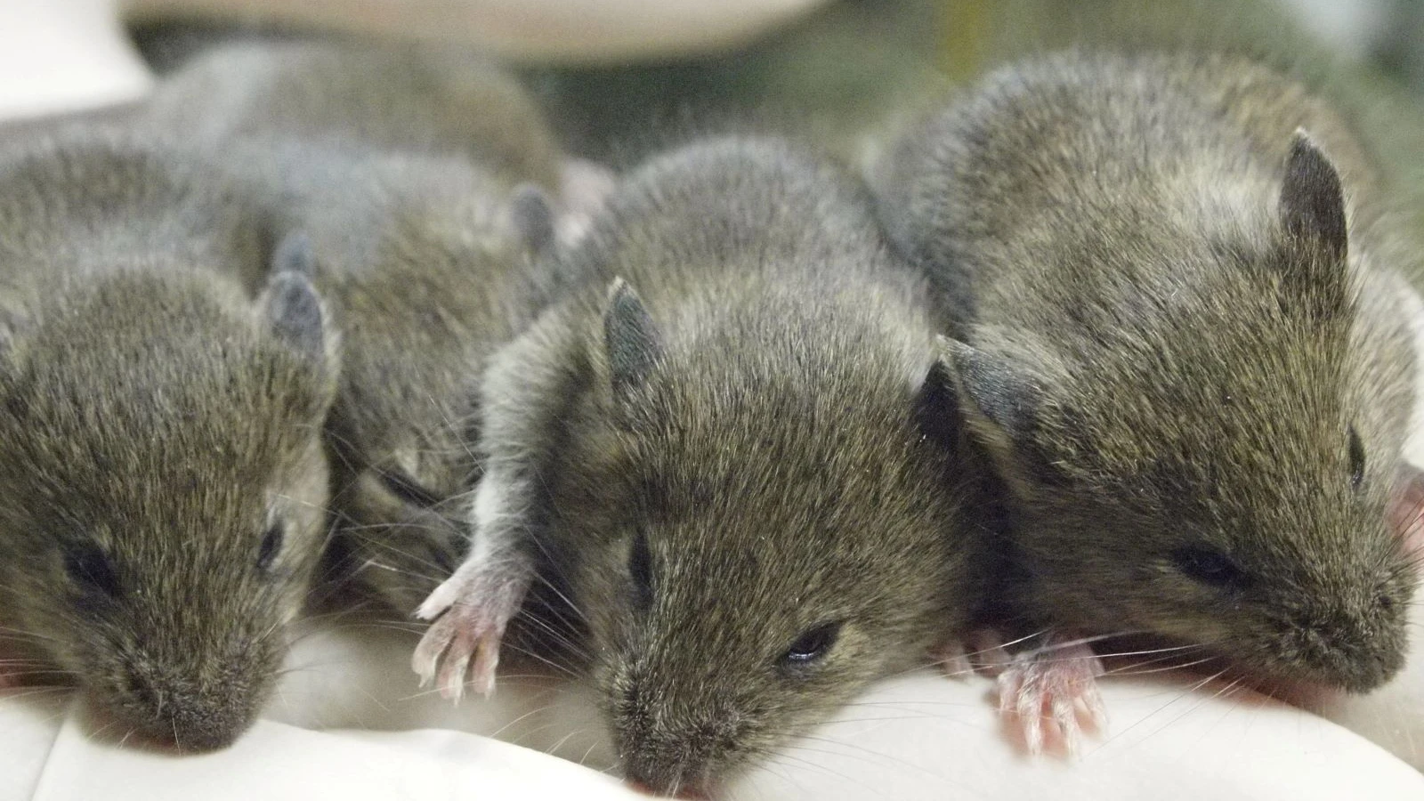 The biological limit of cloning has been reached: 58 generations