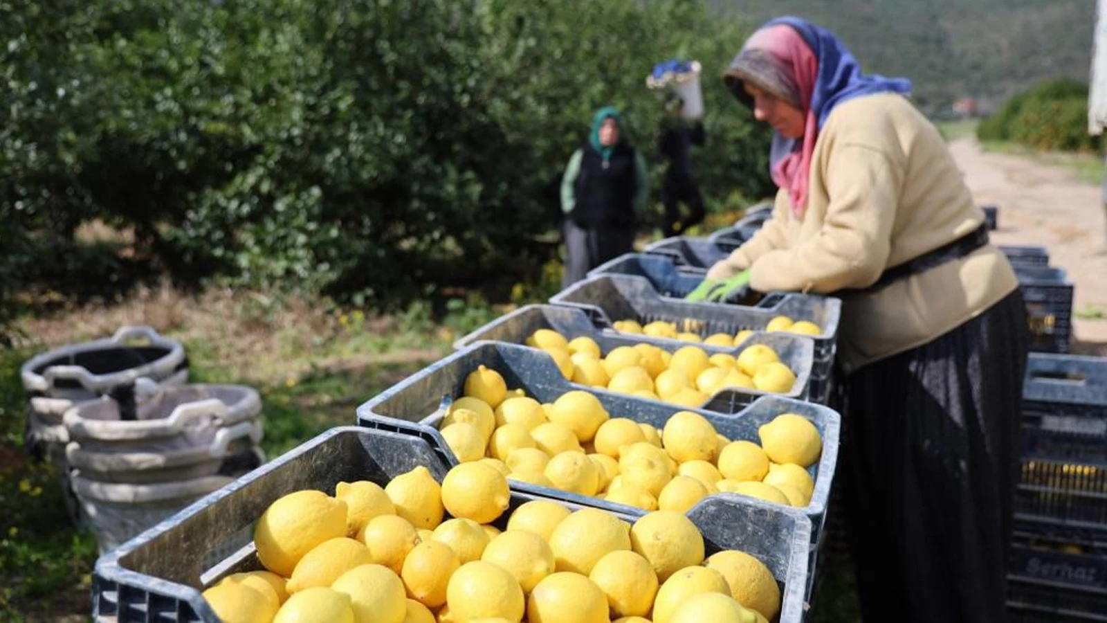 The price of lemon increased by 410 percent!