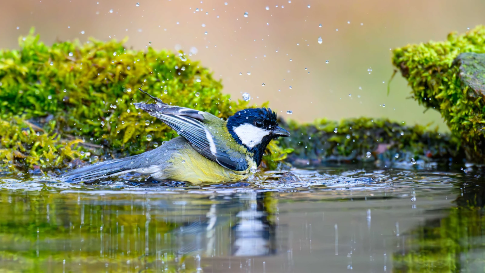 The reason why blue tit birds carry cigarette butts to their nests has been revealed