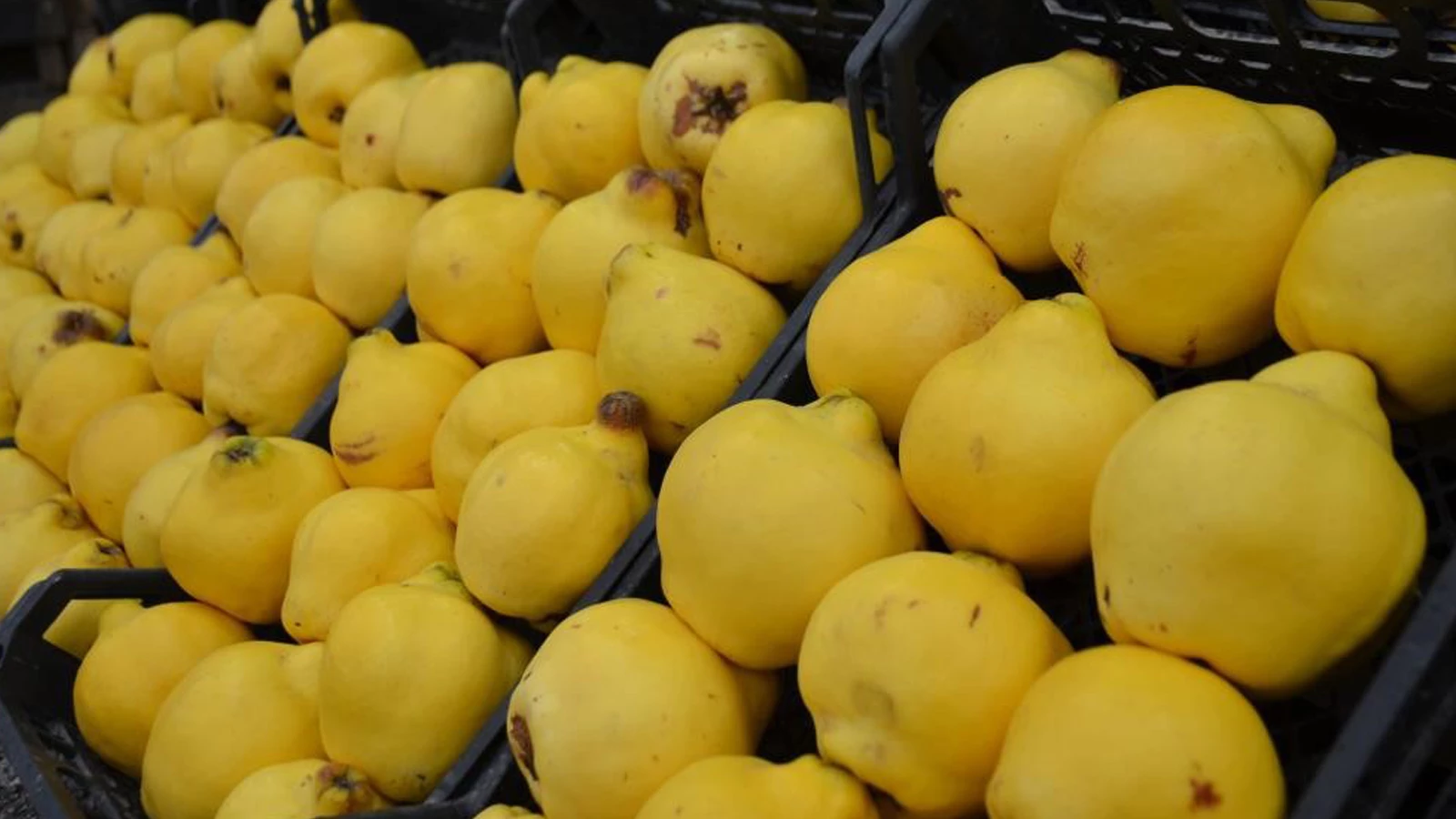 We couldn't eat the quince... It cost 300 liras per kilo; it became a luxury