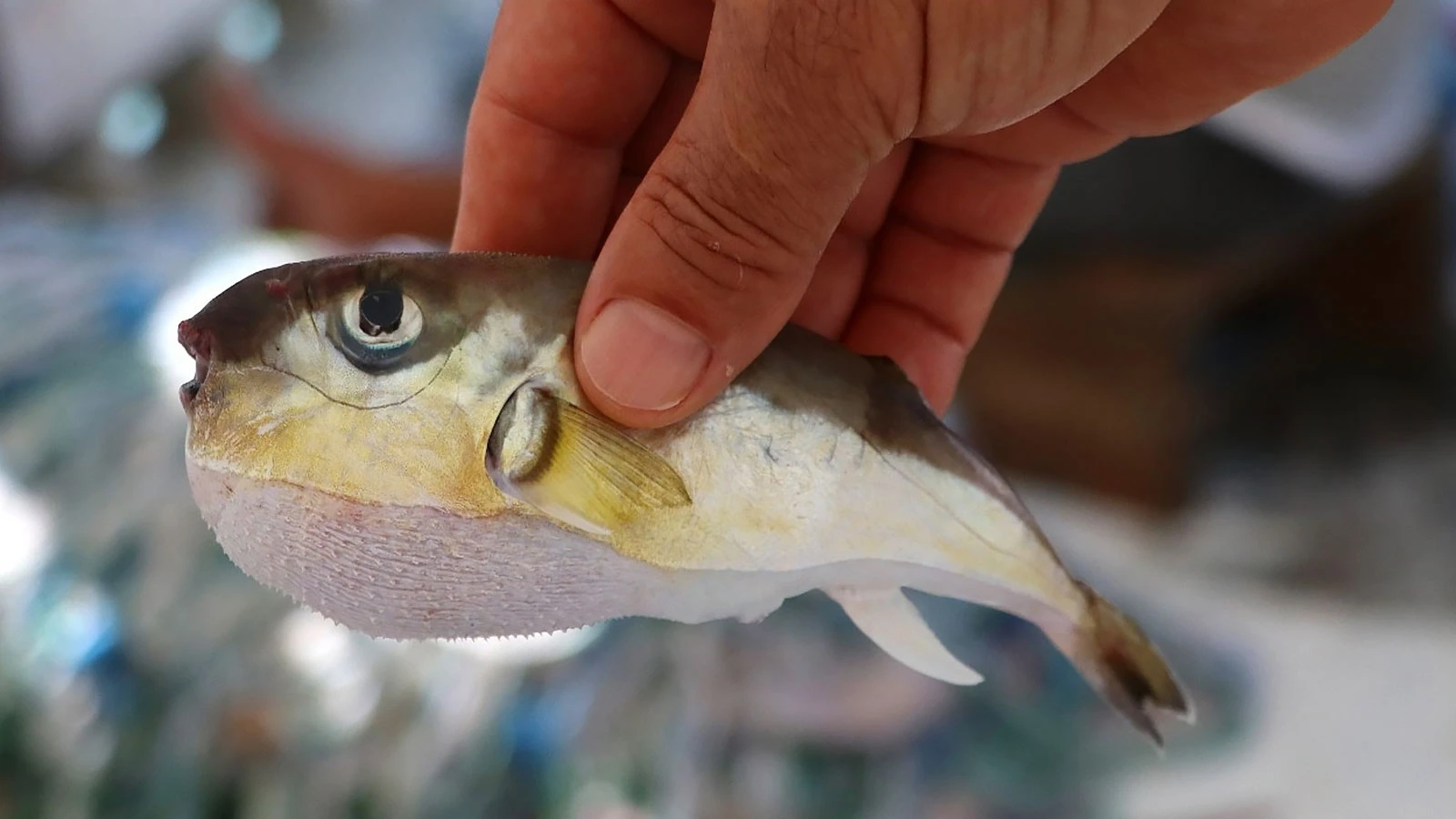 The new scourge is "Puffer Fish", they are invading the Mediterranean coasts!
