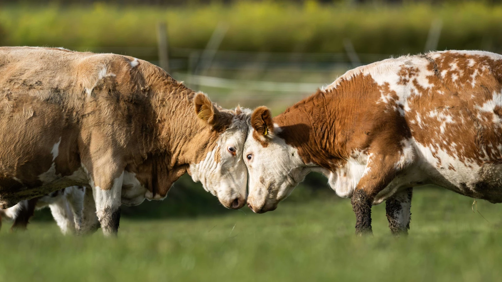 Argentina lifted the 50-year ban, a great opportunity for Türkiye