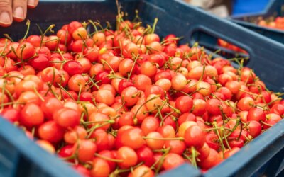 The first harvest appeared on the counter: It was sold for 6 thousand TL per kilo