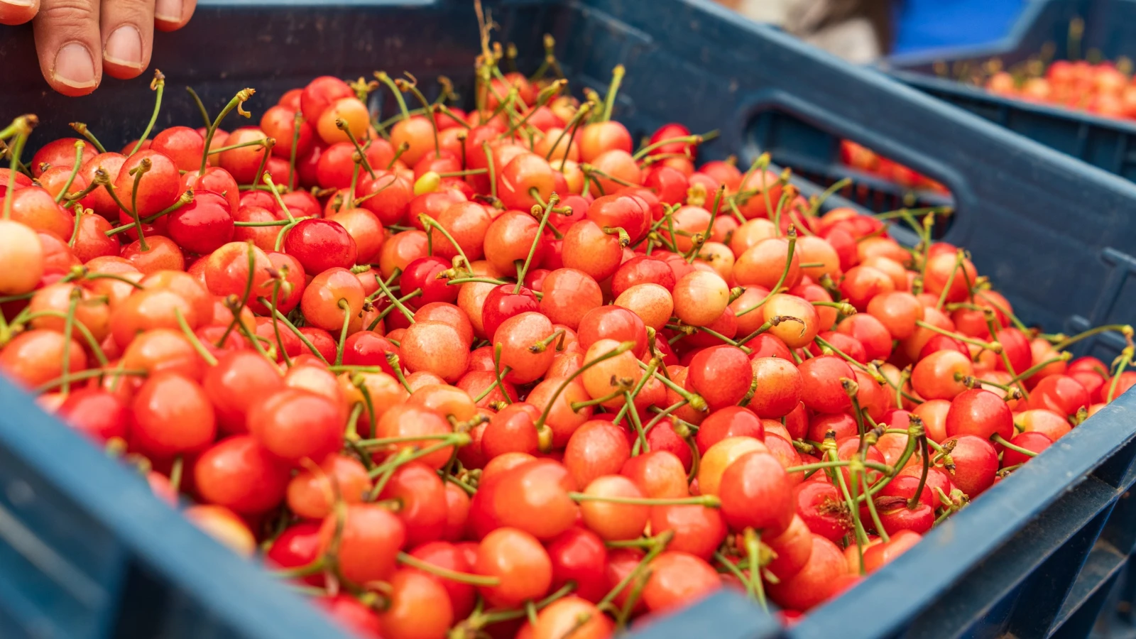 The first harvest appeared on the counter: It was sold for 6 thousand TL per kilo