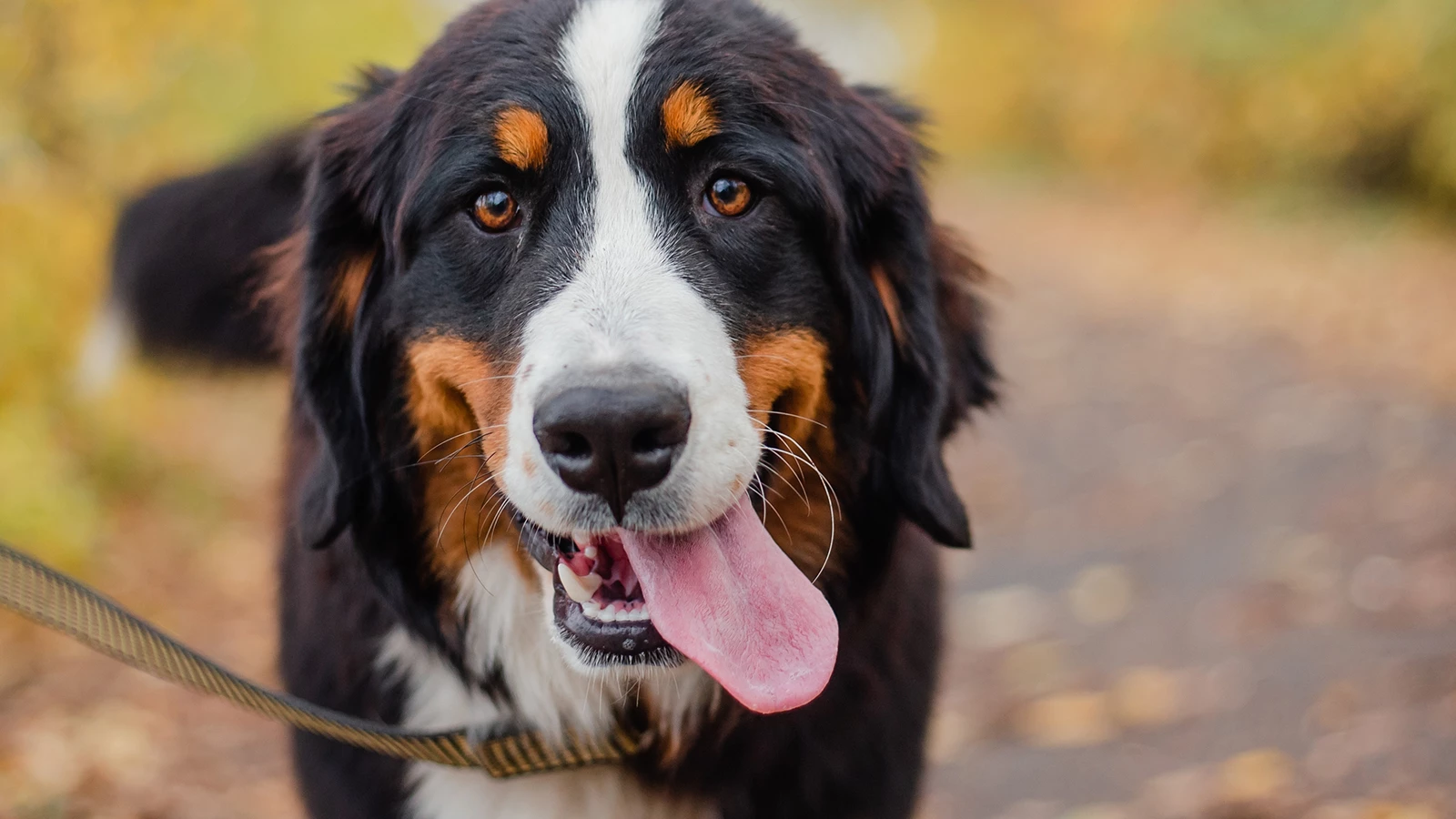 The world's oldest domestic dog was found in Anatolia