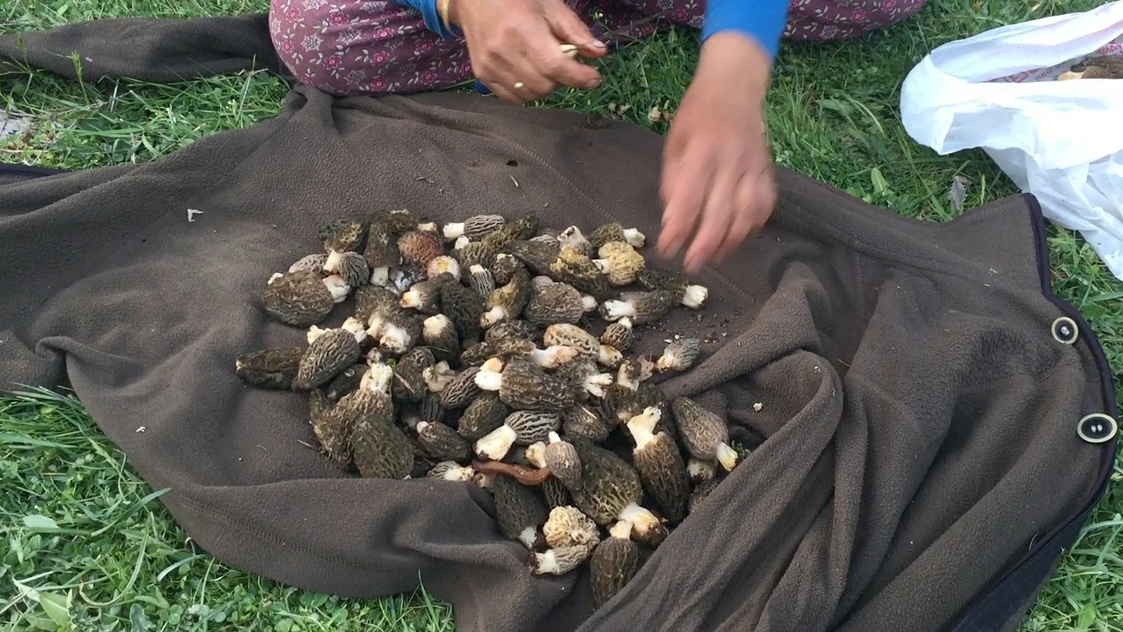They collect it from the mountains and sell it for 1,500 TL! There are 40 varieties