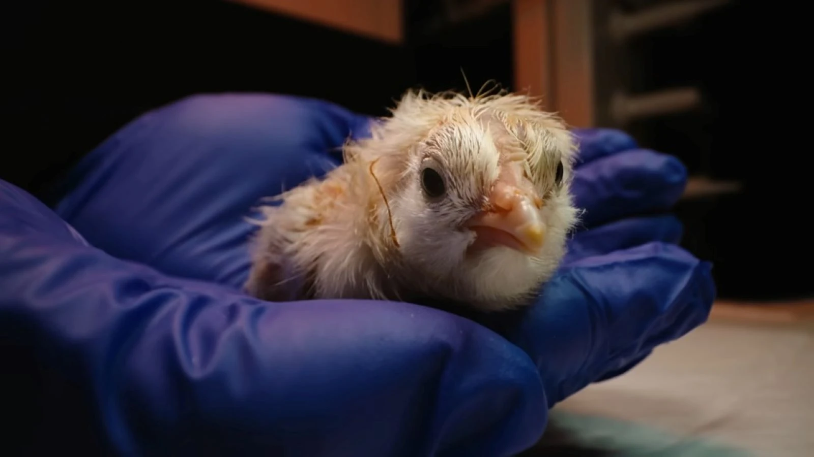 26 chicks were born from artificial eggs not laid by the hen