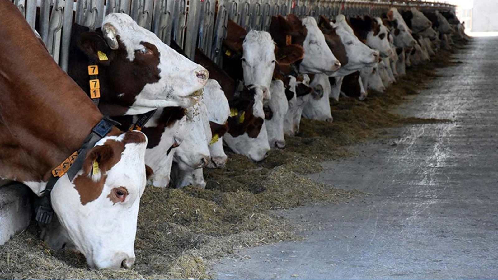 Approximately 3.3 million sacrificial animals are expected to be sacrificed during the Eid.