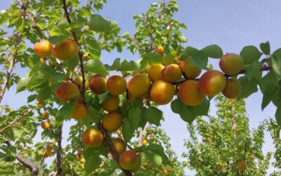 Apricot harvest has started in Mersin: Price 150-250 TL