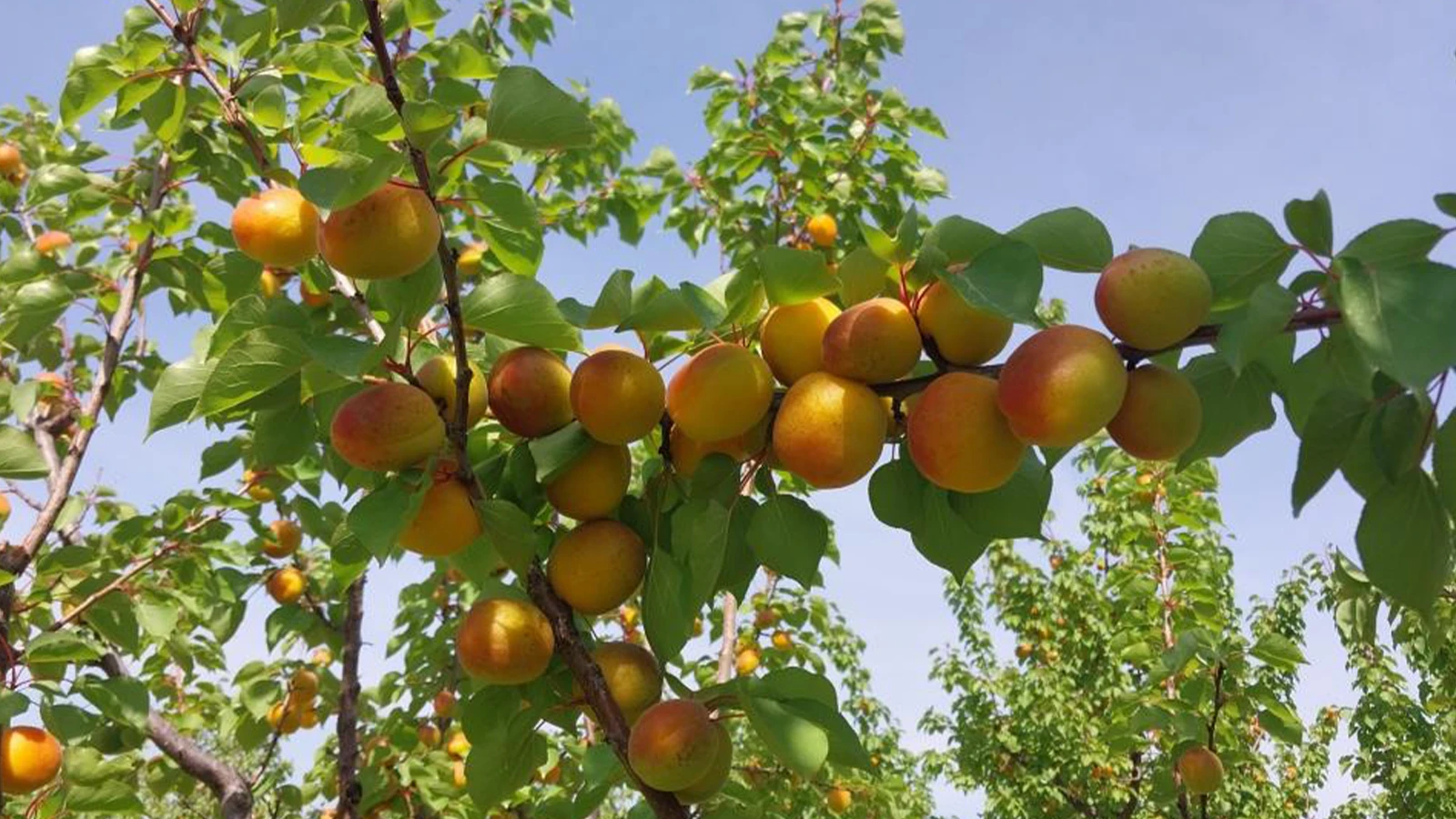 Apricot harvest has started in Mersin: Price 150-250 TL