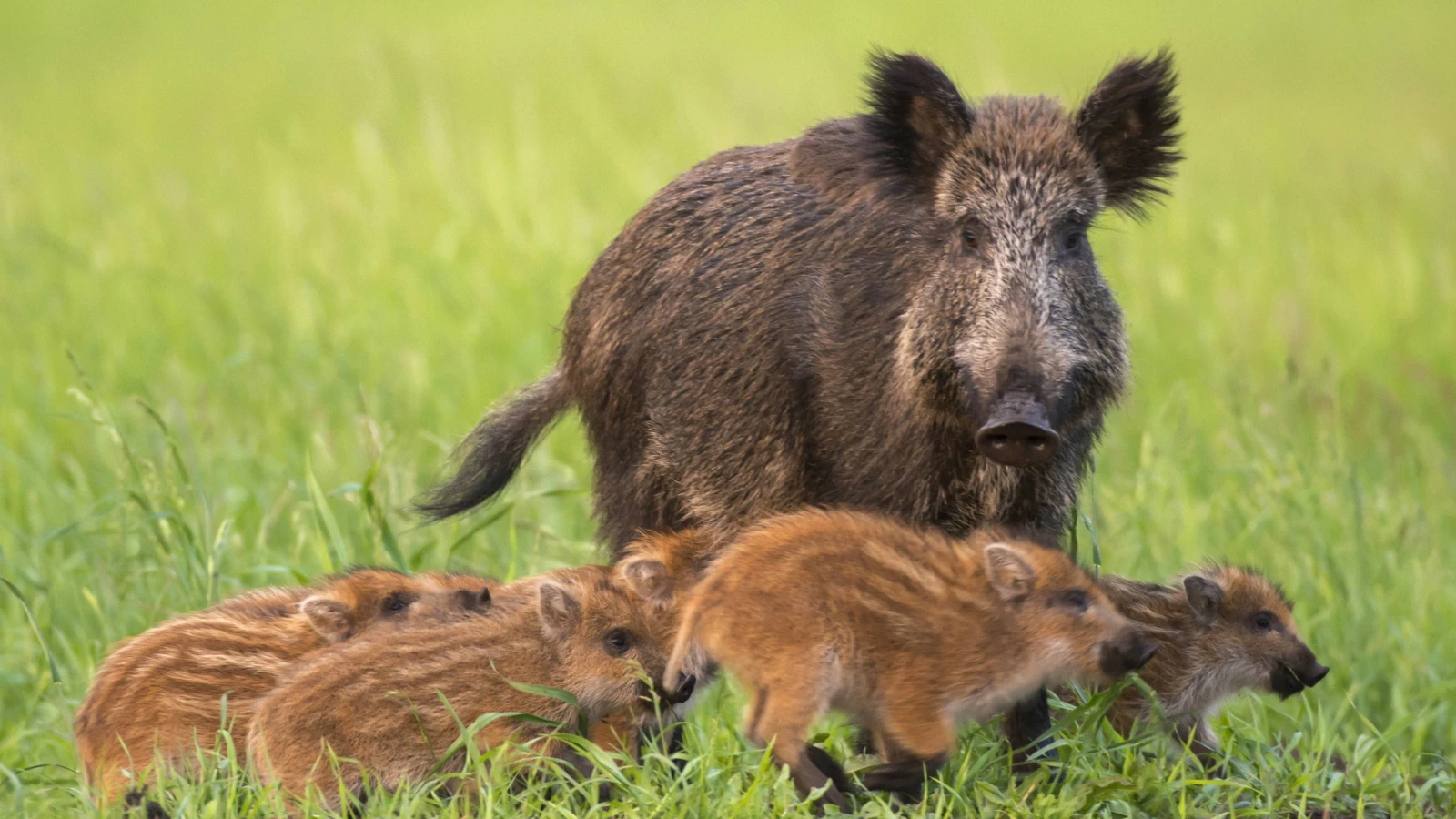 Chernobyl's wild boars baffled scientists
