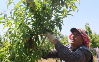Daily wages of agricultural workers in Hatay have been announced