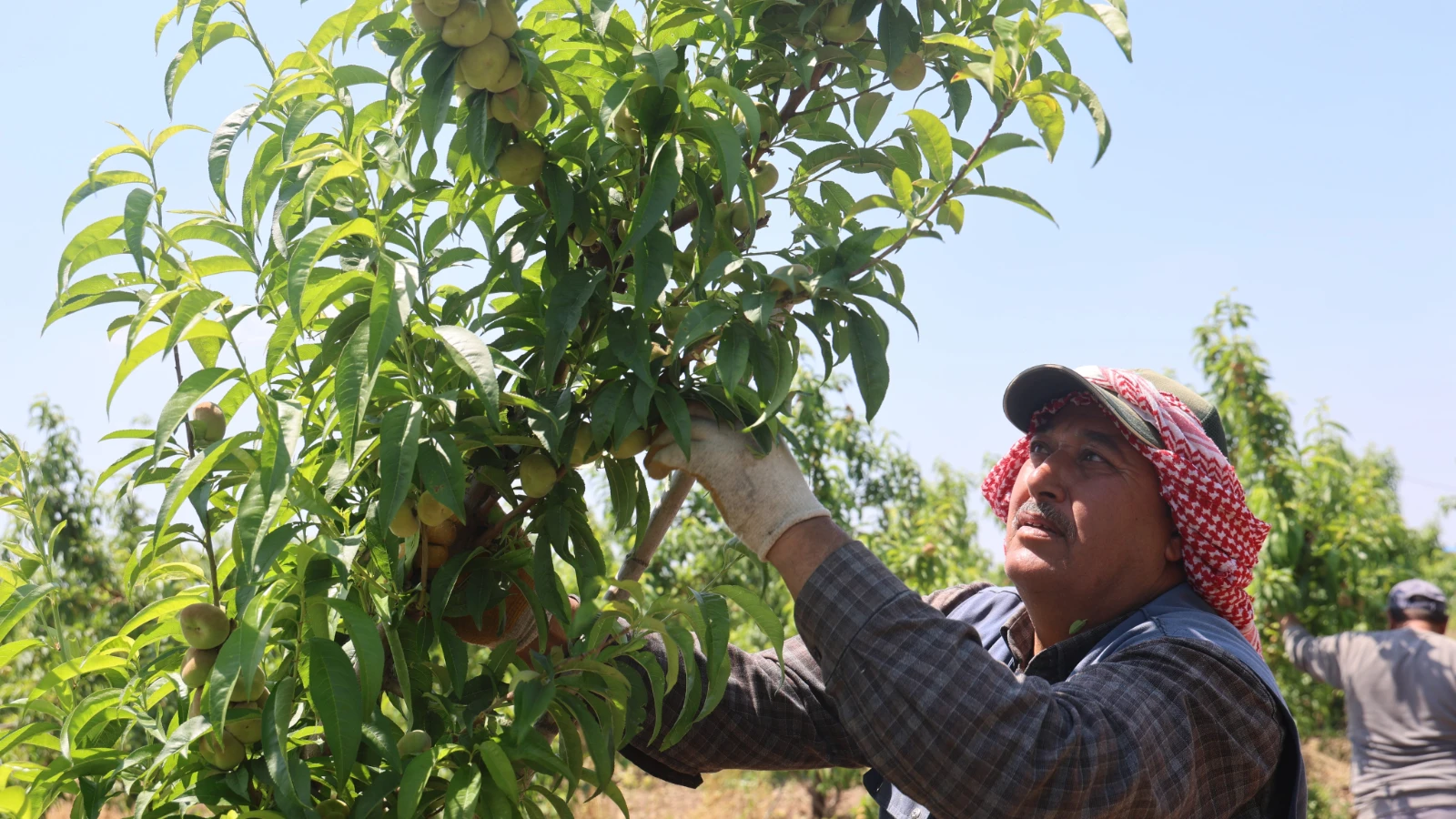 Daily wages of agricultural workers in Hatay have been announced