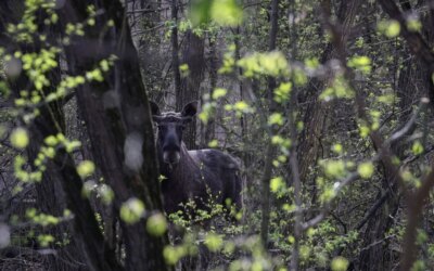 Something strange is happening to animals in Chernobyl: Scientists couldn’t believe their eyes