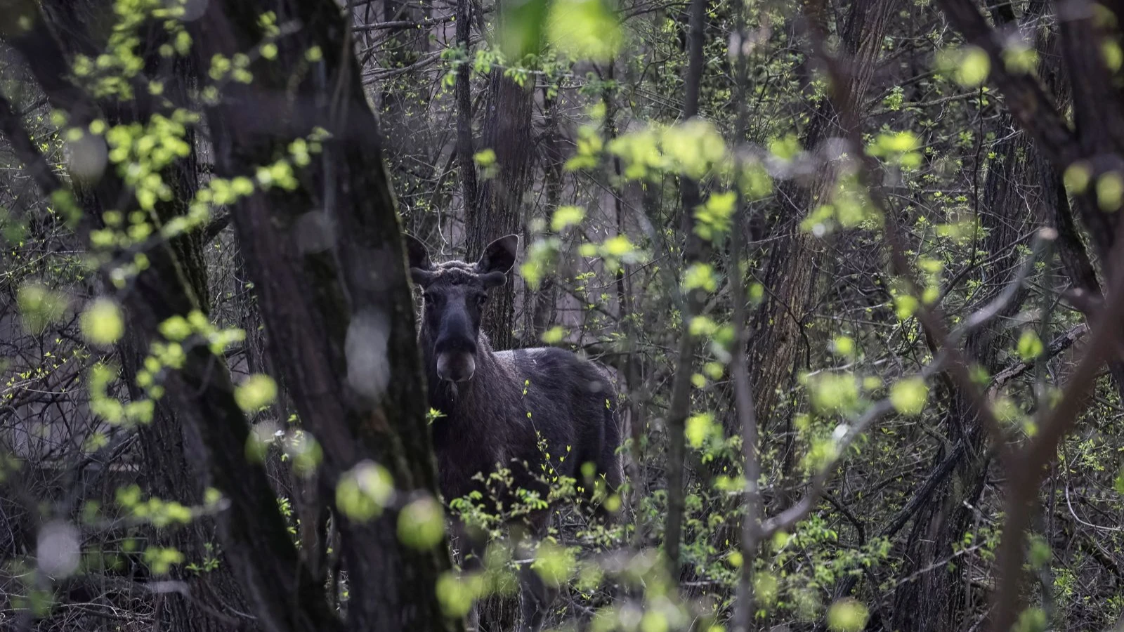 Something strange is happening to animals in Chernobyl: Scientists couldn't believe their eyes