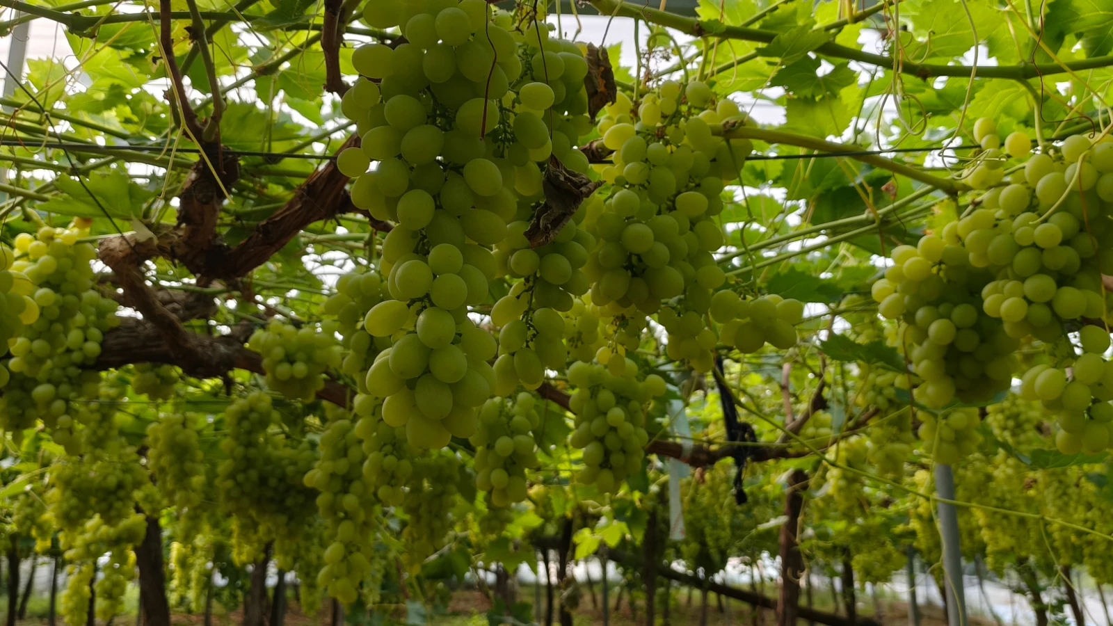The first harvest of the year has started: It is sold for 600 TL per kilo!