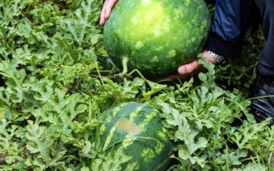The first watermelon harvest of the season has started; 25 TL per kilo in the field!