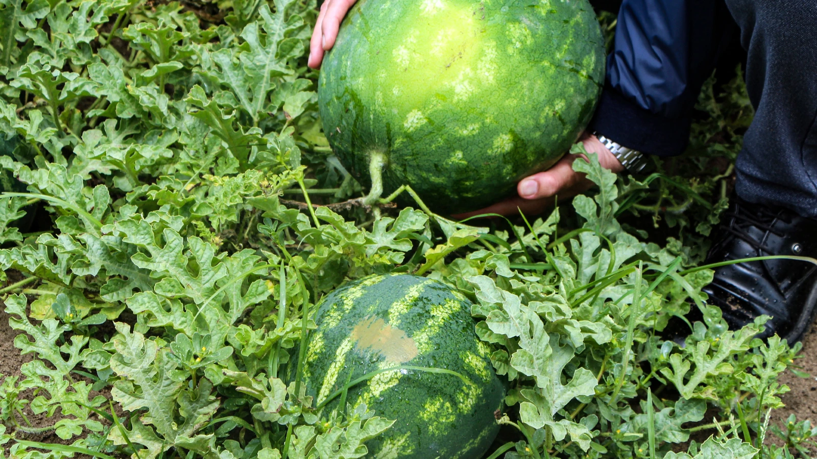 The first watermelon harvest of the season has started; 25 TL per kilo in the field!