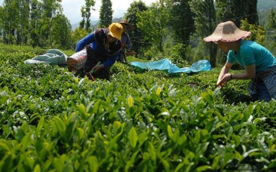 The purchase price of fresh tea for 2026 was announced as 35 lira