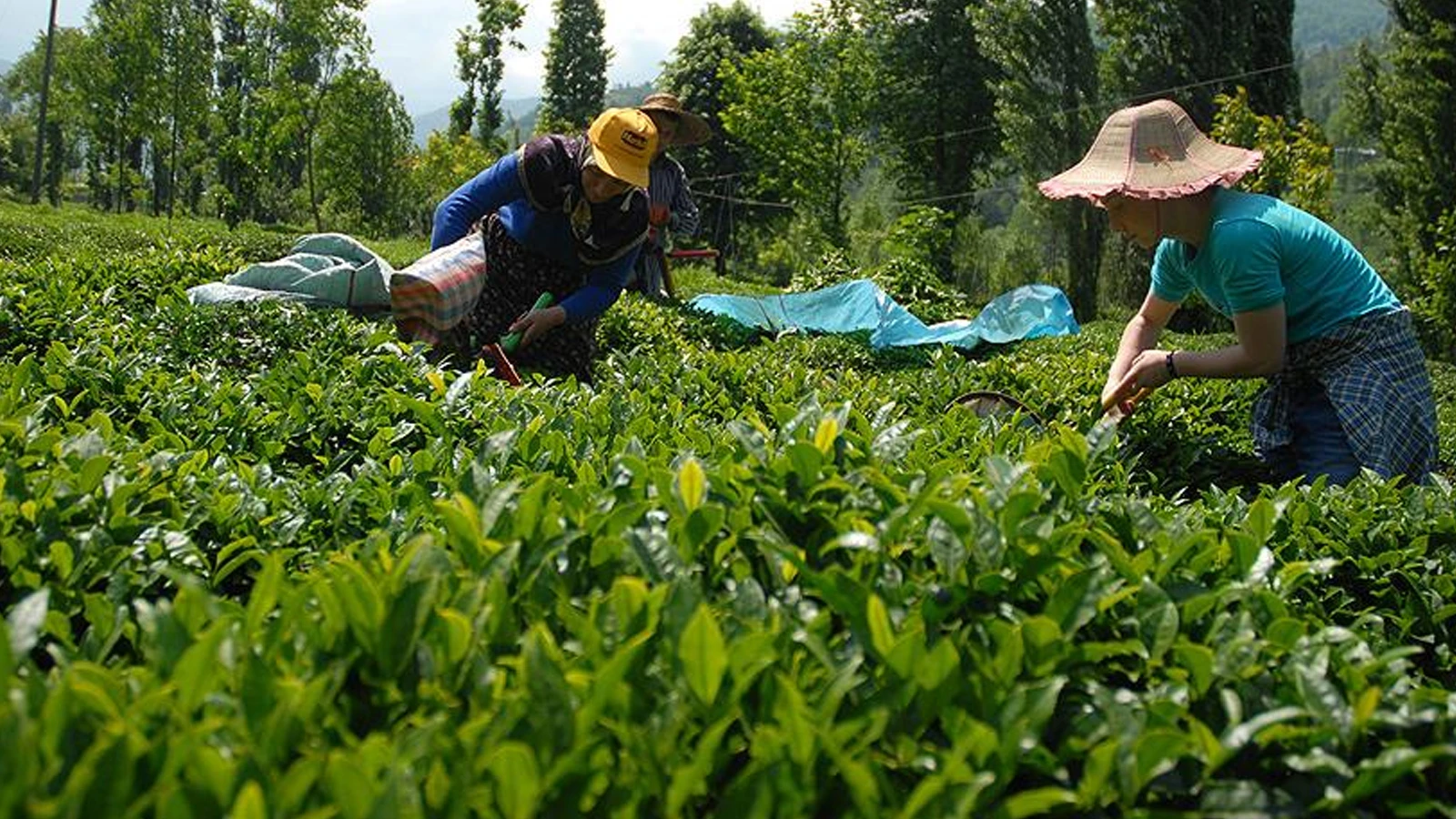 The purchase price of fresh tea for 2026 was announced as 35 lira