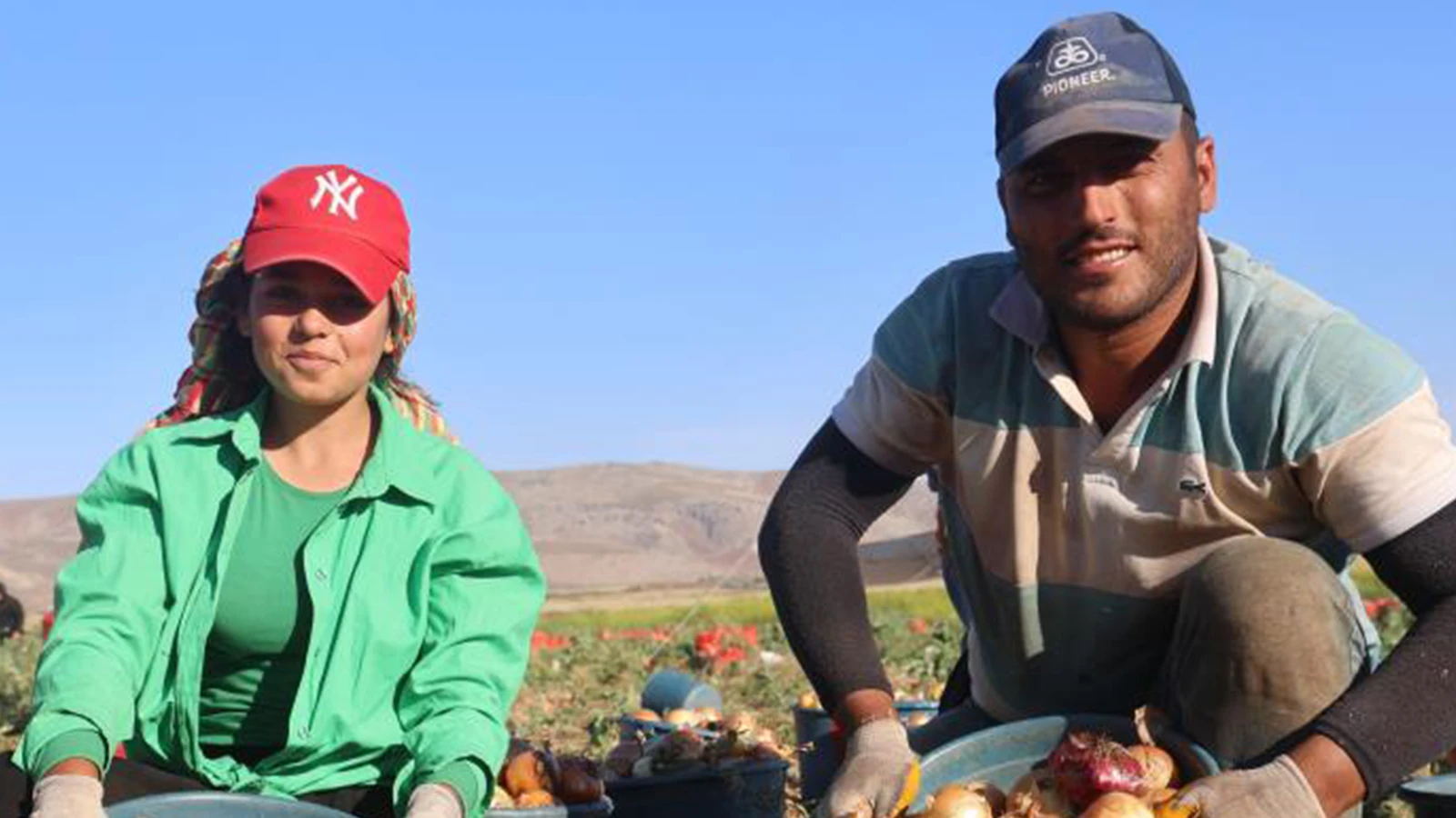 Abundant harvest in Hatay; The price increased from 22 TL to 30 TL