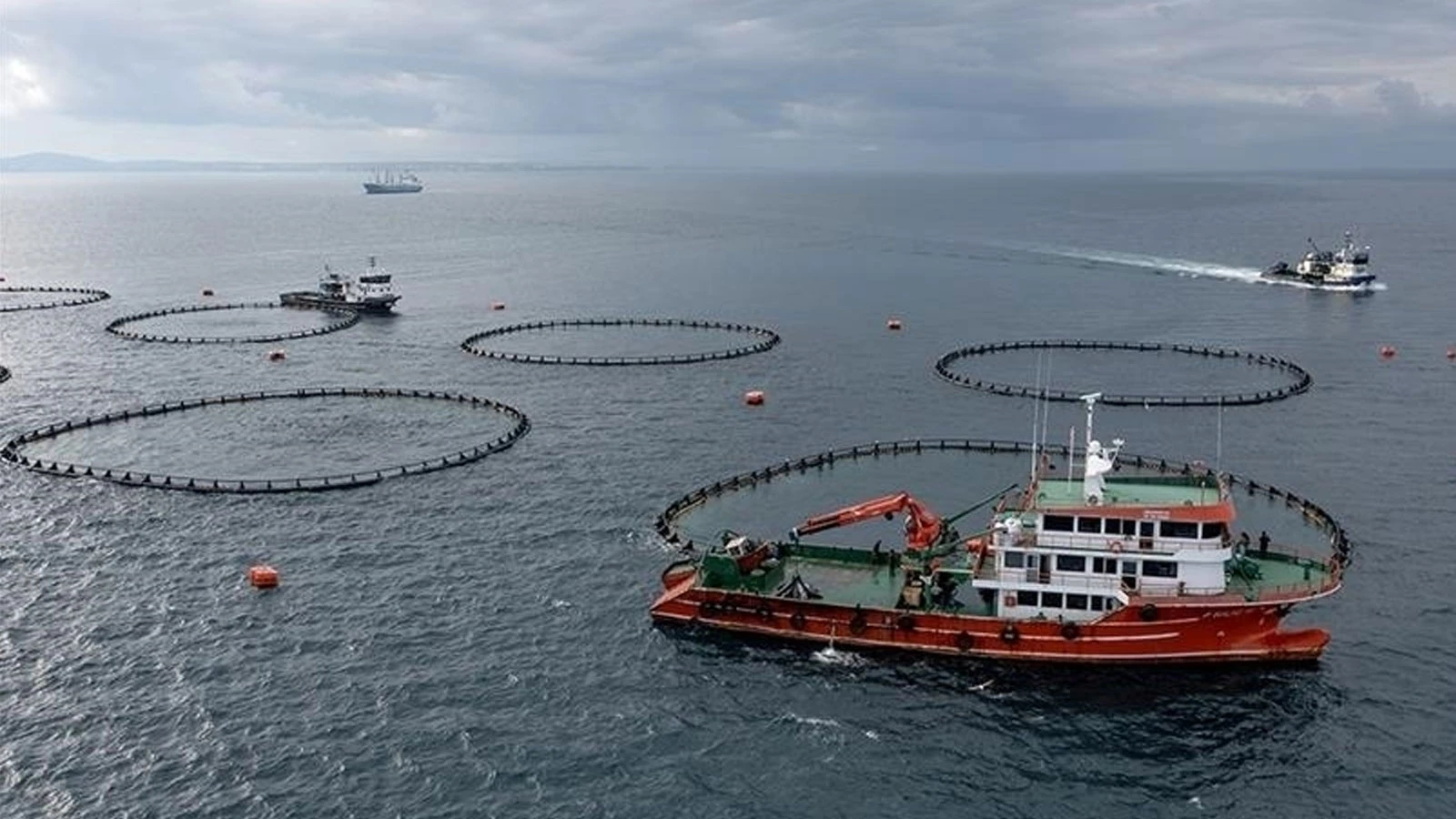 Türkiye exported aquatic products worth $2.2 billion to 133 countries last year