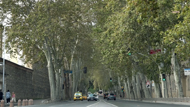 Istanbul's memory is drying up! 14-year alarm in plane trees - Picture: 2