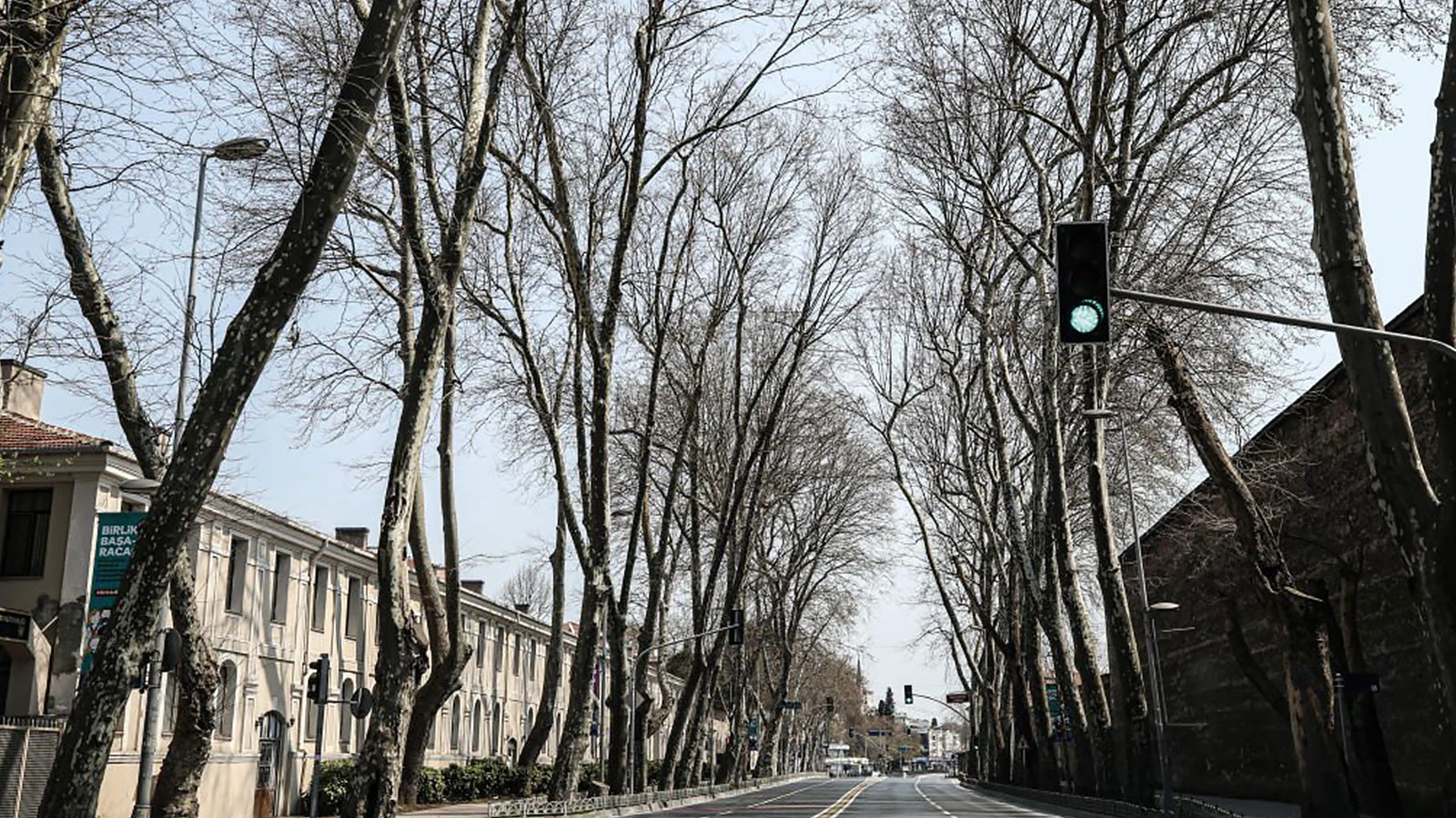 Istanbul's memory is drying up! 14-year alarm in plane trees