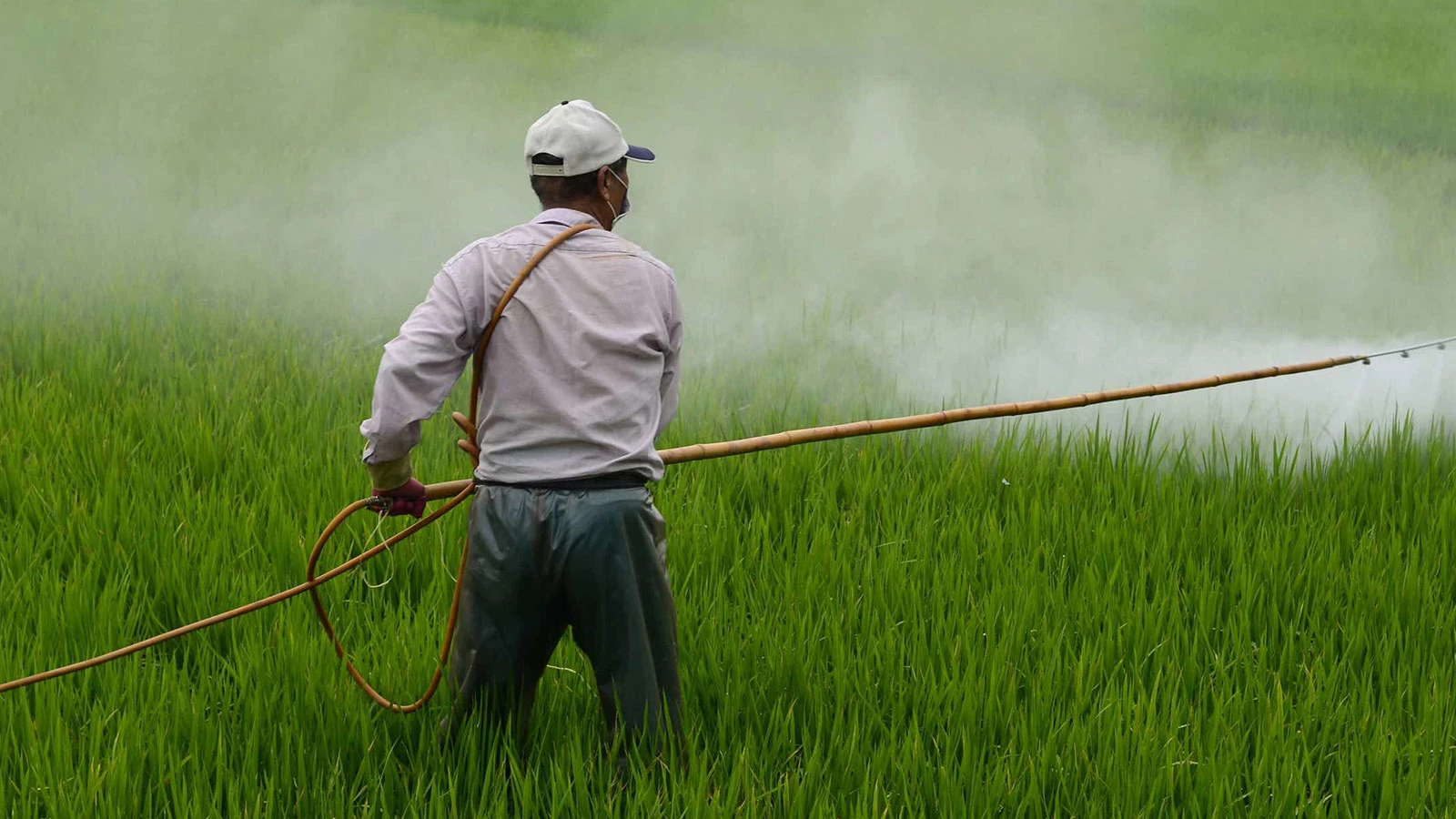 270 notifications, 197 border rejections, pesticide report cards are always bad!