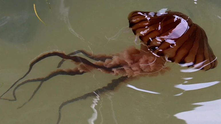 Ecological alarm in the seas, notifications increased by 70 percent in 2 years - Picture: 2