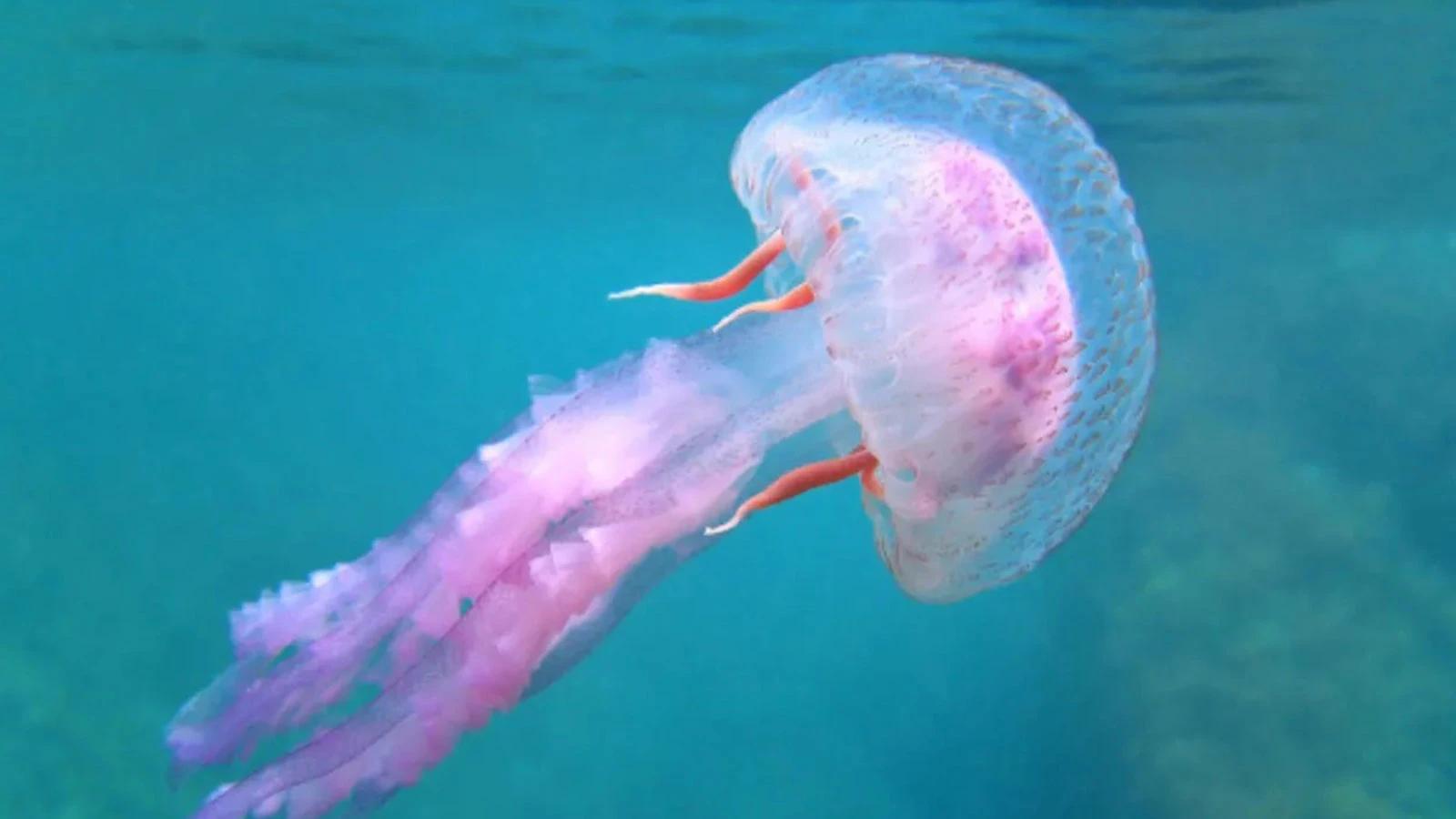Ecological alarm in the seas, notifications increased by 70 percent in 2 years