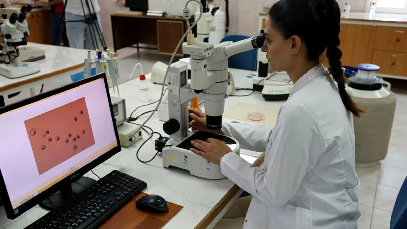 First in Türkiye: The genetics of cattle in the country will be changed with embryo transfer