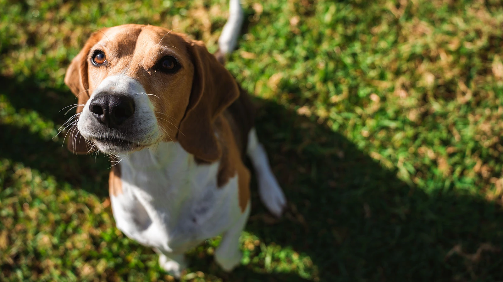 Scientists created an "allergy-free" dog