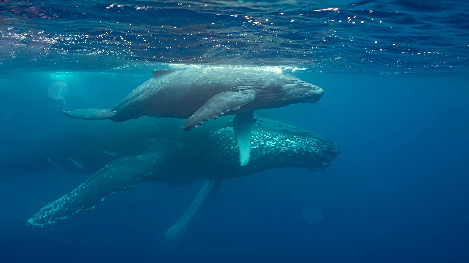 Scientists recorded: Giant whale activity off the coast of Greenland