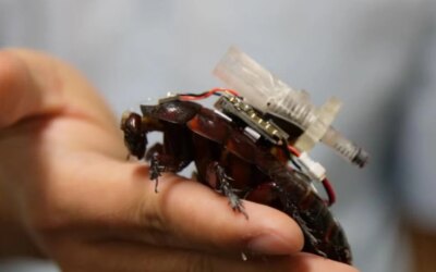 Scientists turned cockroaches into cyborgs: Now they will save people!