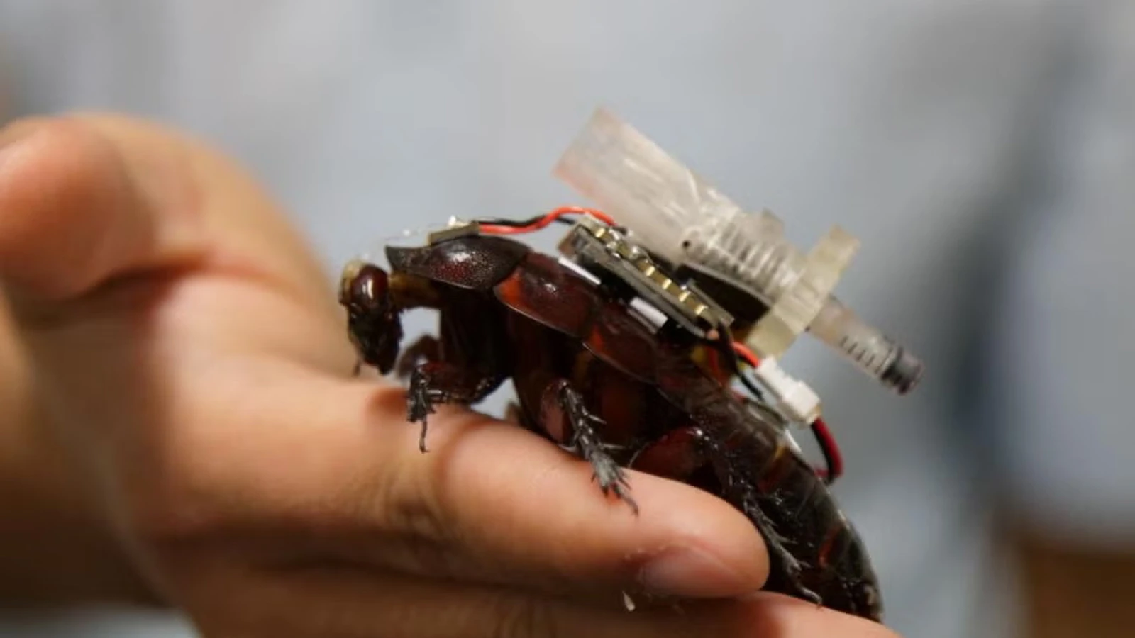 Scientists turned cockroaches into cyborgs: Now they will save people!