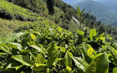 The second fresh tea purchases in ÇAYKUR will be completed today.