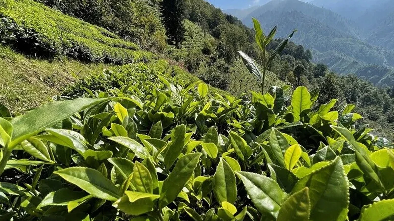 The second fresh tea purchases in ÇAYKUR will be completed today.