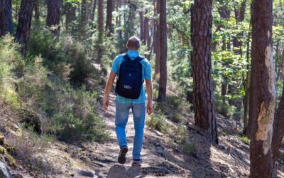 Hiking: “At your own risk” – forest owner is not liable for accidents
