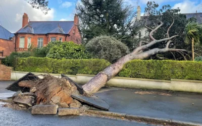 The neighbor’s tree falls on my property: who has to pay