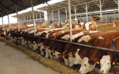 480 thousand head of male cattle will be imported next year