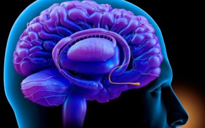 Neural circuit discovered between nose and brain