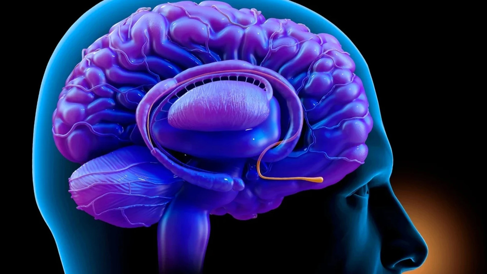 Neural circuit discovered between nose and brain
