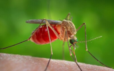 The fly’s brain has moved to the digital world, are humans next?