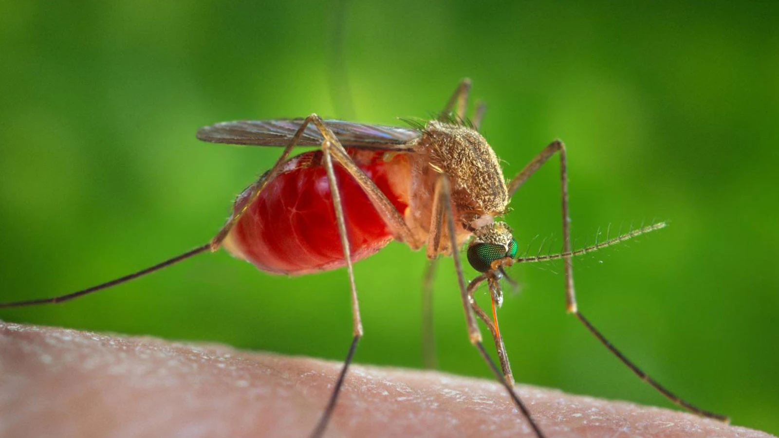 The fly's brain has moved to the digital world, are humans next?