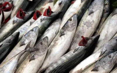 The stalls were filled to the brim: The price per kilo satisfied the citizens