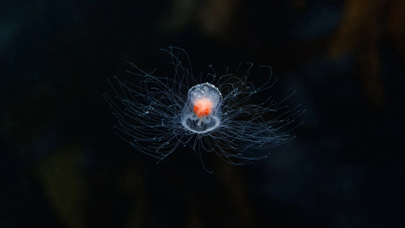 Scientists are after the secret of this creature... It does not die, it becomes young again!